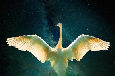Cygnus by Unbekannt Unbekannt